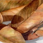Magnolia Leaves